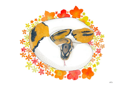 Watercolor Ball Python-Jupiter