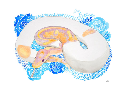 Watercolor Ball Python-Dotty