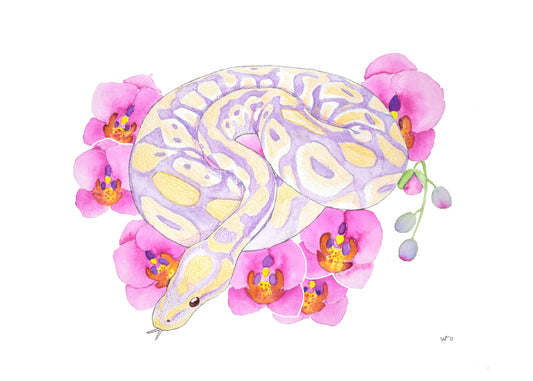Watercolor Ball Python- Orchid